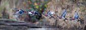 USA, Washington State. Sequence flight of an adult male Wood Duck (Aix Sponsa) over a marsh. Digital composite.
