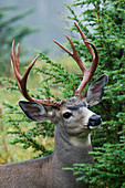 Black-tailed Deer Buck, Mount Rainier National Park, Washington