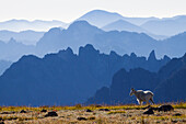 Bergziege, Cascade Mountain Range