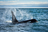 Straight of Juan de Fuca, Washington State, USA. Southern resident killer whale blowing.
