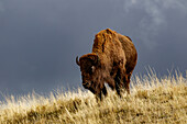 Bison im Herbst, Lamar Valley, Yellowstone-Nationalpark, Wyoming.