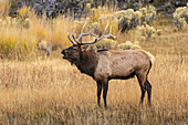 Bull elk bugling or wapiti, Yellowstone National Park, Wyoming