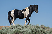 USA, Wyoming. Wild stallion stands in desert sage brush.