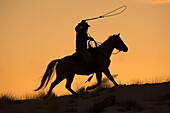 Cowboy-Pferd fahren auf Hideout Ranch, Shell, Wyoming. Cowboy reitet auf seinem Pferd mit Seil bei Sonnenuntergang. (HERR)