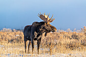 USA, Wyoming. Großes Elchbullenporträt, Grand-Teton-Nationalpark, Jackson, Wyoming