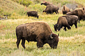 Yellowstone-Nationalpark, Wyoming, USA. Amerikanische Bisonherde weiden lassen.