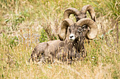 Yellowstone National Park, Wyoming, USA. Two male Bighorn Sheep resting.