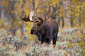 Moose (Alces alces) bull in fall, Grand Teton National Park, Wyoming