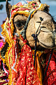Udaipur, Rajasthan, India. India decorated Camel, Diwali Festival of Lights