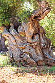 Italien, Apulien, Provinz Brindisi, Ostuni. Riesiger alter Olivenbaum.
