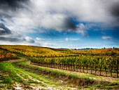 Italien, Montepulciano, Herbst Weinberg in voller Farbe in der Nähe von Montepulciano
