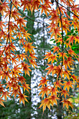 Japanischer Ahornbaum im Herbst, New England