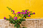 Pflanze gegen die Wand in Tlaquepaque, in der Nähe von Guadalajara, Jalisco, Mexiko.