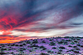 USA, Arizona, Globus, Round Mountain Park, Sonnenuntergang auf der Wüste Superblüte