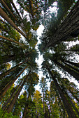 Looking up into grove of redwoods, Del Norte Coast Redwoods State Park, California
