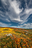 USA, California. Fields of California Poppy, Goldfields with clouds, Antelope Valley, California Poppy Reserve.