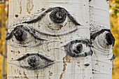 Espenstämme mit Knoten, die wie Augenmuster aussehen, Uncompahgre National Forest, Colorado