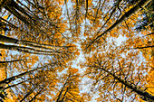 Low angle fisheye view upward of aspen trees in fall, Uncompahgre National Forest, Colorado