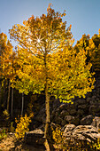 USA, Colorado, Rocky Mountain National Park. Sunburst on aspen tree
