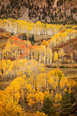 USA, Colorado, San-Juan-Berge. Herbstfarbener Espenwald am Berghang