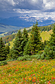 USA, Colorado, Schreinpass, Vail. Blumenlandschaft im Sommer