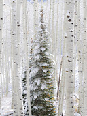 USA, Colorado, Keebler Pass, Neuschnee auf Espen und immergrünen Bäumen