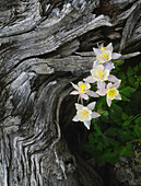 The state flower of Colorado, the columbine, blooms all summer in the Rocky Mountains