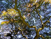 Looking up at the sky through a Japanese maple.