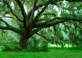 Schöne südliche Live Oak Tree, Quercus Virginiana, Zentralflorida