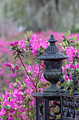 Eisenzaun und Azaleen in voller Blüte, Bonaventure Cemetery, Savannah, Georgia