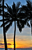 Sunset and silhouetted palm trees, Kihei, Maui, Hawaii.