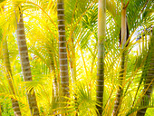 USA, Hawaii, Maui, Up Country, Kula, Kula Botanical Gardens with small tropical palm trees