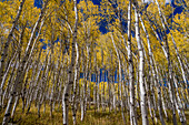 USA, Idaho, Sawtooth National Recreation Area. Scenic of quaking aspen trees