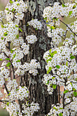 Holzapfelblüten in voller Blüte, Long Run Park, Kentucky