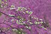 Blühender Hartriegelbaum und entfernter östlicher Redbud, Kentucky