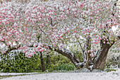 Leichter Schnee auf rosa Hartriegelbaum im zeitigen Frühjahr, Louisville, Kentucky