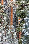 USA, Oregon, Ochoco-Gebirge. Verschneiter Kiefernwald im Winter