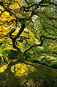 Usa, Oregon, Portland. Japanese lace maple tree in Portland Japanese Garden