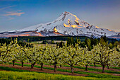 USA, Oregon. Pear orchard in bloom and Mt. Hood
