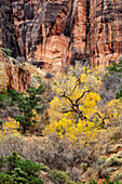 USA, Utah, Zion National Park, Herbstfärbung hoch über der Schlucht