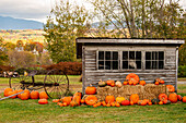 USA, Vermont, Stowe, West Hill Rd, pumpkin field