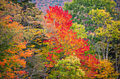 USA, Vermont, Fall foliage in Green Mountains at Bread Loaf, owned by Middlebury College.