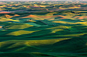 Erhöhte Ansicht der hügeligen Weizenernte, Palouse-Region im Osten des Bundesstaates Washington.