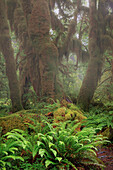 Big Leaf Maple tree draped with Club Moss, Hoh Rainforest, Olympic National Park, Washington State