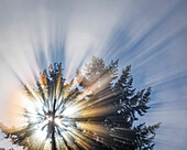 USA, Washington State, Seabeck. Morning sunburst in tree.