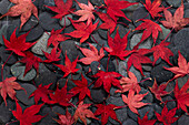 USA, Washington State, Seabeck. Japanese maple leaves on river rocks.