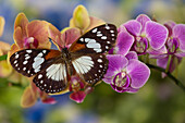 Mottenorchidee, Phalaenopsis und tropischer Schmetterling, Euxanthe wakefieldi