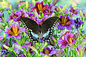 Lila bemalte Zungenblumen und nordamerikanischer Schmetterling von Pineville, Papilio troilus