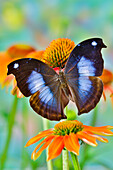 Tropischer Schmetterling, Napocles jucunda, auf orangefarbenen Sonnenhut