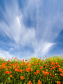 Field of orange poppies below dramatic clouds and blue sky.